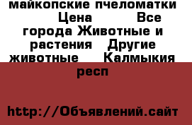  майкопские пчеломатки F-1  › Цена ­ 800 - Все города Животные и растения » Другие животные   . Калмыкия респ.